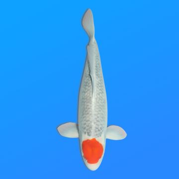 Koï Japon Tancho Goshiki femelle éleveur Hiroi 60 cm