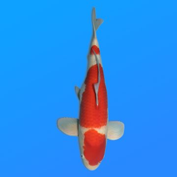 Koï Japon Kohaku femelle éleveur Kase 59 cm