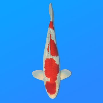 Koï Japon Goshiki mâle éleveur Kawakami 54 cm