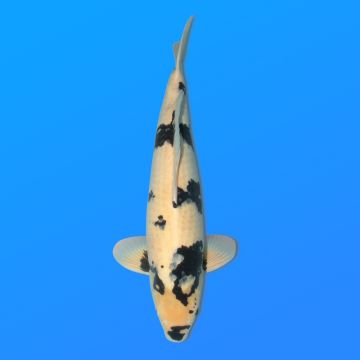 Koï Japon Shiro Utsuri mâle éleveur Omosako 57 cm