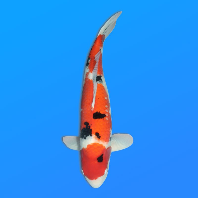 Koï Japon Sanke femelle éleveur Seiki 66 cm