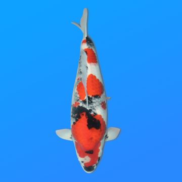 Koï Japon Showa femelle éleveur Tani 60 cm