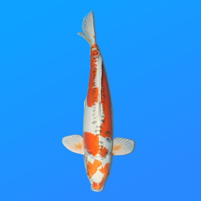 Koï Japon D. Kujaku mâle éleveur Seiki 67 cm