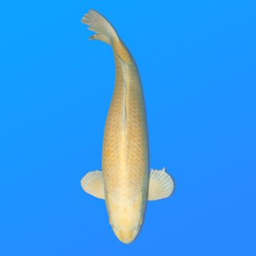 Koï Japon Yamabuki mâle éleveur Izumiya 82 cm