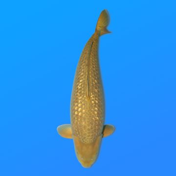 Koï Japon G. Chagoi femelle éleveur Marudo 75 cm