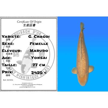 Koï Japon G. Chagoi femelle éleveur Marudo 77 cm