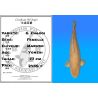 Koï Japon G. Chagoi femelle éleveur Marudo 77 cm
