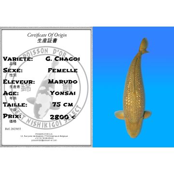 Koï Japon G. Chagoi femelle éleveur Marudo 75 cm