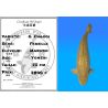 Koï Japon G. Chagoi femelle éleveur Marudo 75 cm