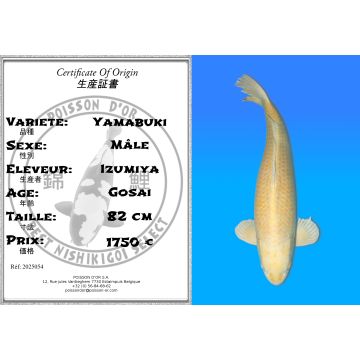 Koï Japon Yamabuki mâle éleveur Izumiya 82 cm