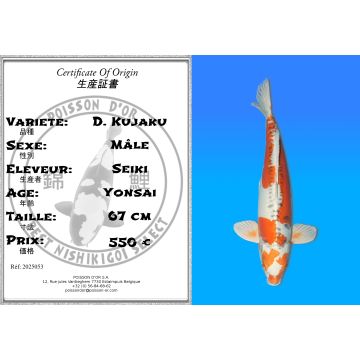 Koï Japon D. Kujaku mâle éleveur Seiki 67 cm