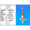 Koï Japon D. Kujaku mâle éleveur Seiki 67 cm