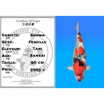 Koï Japon Showa femelle éleveur Tani 60 cm