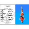 Koï Japon Showa femelle éleveur Tani 60 cm