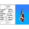 Koï Japon Showa femelle éleveur Isa 68 cm