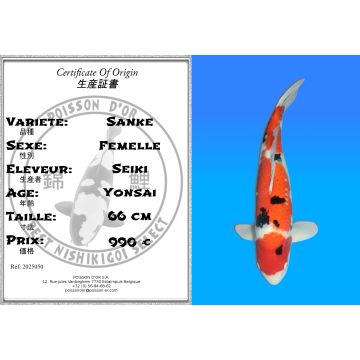 Koï Japon Sanke femelle éleveur Seiki 66 cm