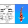 Koï Japon Sanke femelle éleveur Seiki 66 cm