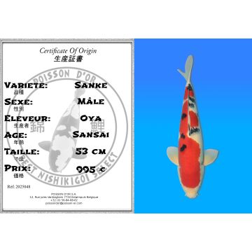 Koï Japon Sanke mâle éleveur Oya 53 cm