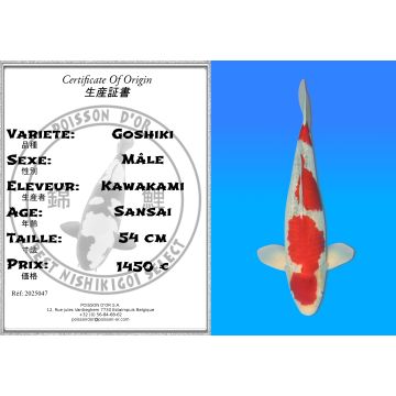 Koï Japon Goshiki mâle éleveur Kawakami 54 cm
