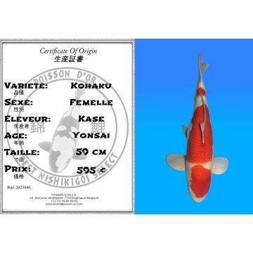 Koï Japon Kohaku femelle éleveur Kase 59 cmKoï Japon Kohaku femelle éleveur Kase 59 cm