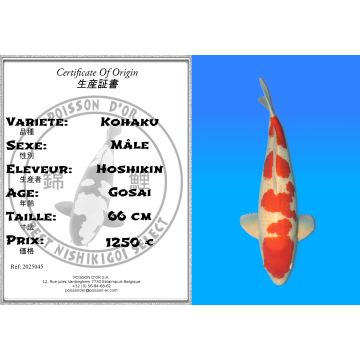 Koï Japon Kohaku mâle éleveur Hoshikin 66 cm
