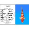 Koï Japon Kohaku mâle éleveur Hoshikin 66 cm