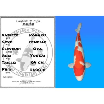 Koï Japon Kohaku femelle éleveur Oya 64 cm