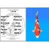 Koï Japon Kohaku femelle éleveur Oya 64 cm