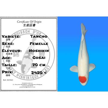 Koï Japon Tancho femelle éleveur Hoshikin 70 cm