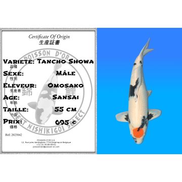 Koï Japon Tancho Showa mâle éleveur Omosako 55 cm