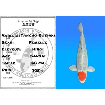 Koï Japon Tancho Goshiki femelle éleveur Hiroi 60 cm