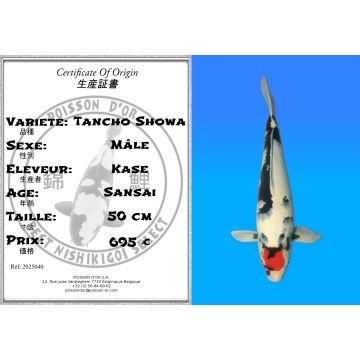 Koï Japon Tancho Showa mâle éleveur Kase 50 cm