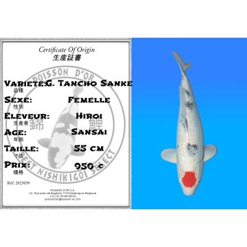 Koï Japon G. Tancho Sanke femelle éleveur Hiroi 55 cm