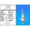 Koï Japon G. Tancho Sanke femelle éleveur Hiroi 55 cm
