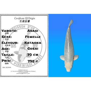 Koï Japon Asagi femelle éleveur Kataoka 70 cm