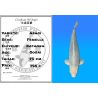 Koï Japon Asagi femelle éleveur Kataoka 70 cm