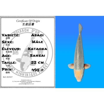 Koï Japon Asagi mâle éleveur Kataoka 52 cm