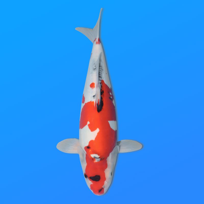 Koï Japon D. Showa éleveur Shinoda 40-45 cm