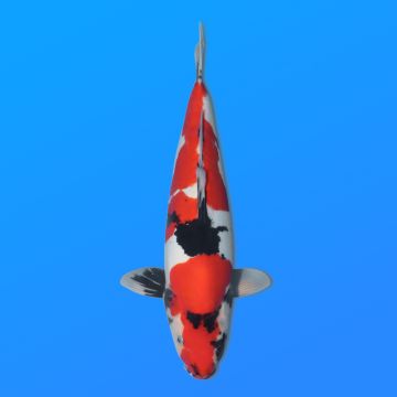 Koï Japon D. Showa éleveur Shinoda 40-45 cm