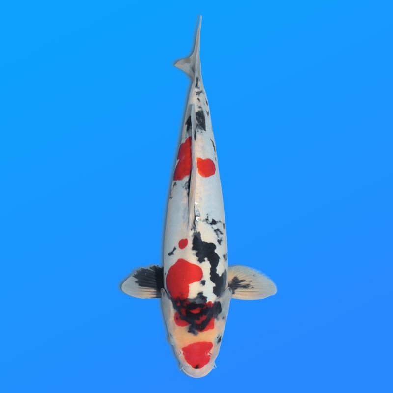 Koï Japon D. Showa éleveur Shinoda 40-45 cm