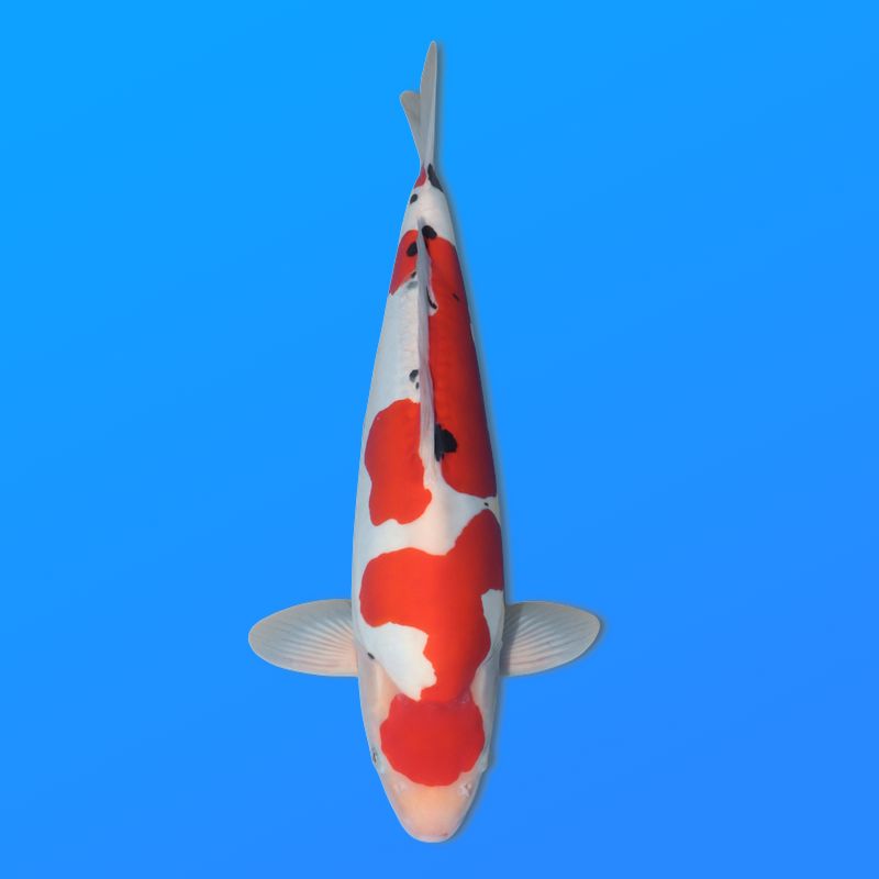 Koï Japon D. Sanke éleveur Shinoda 40-45 cm