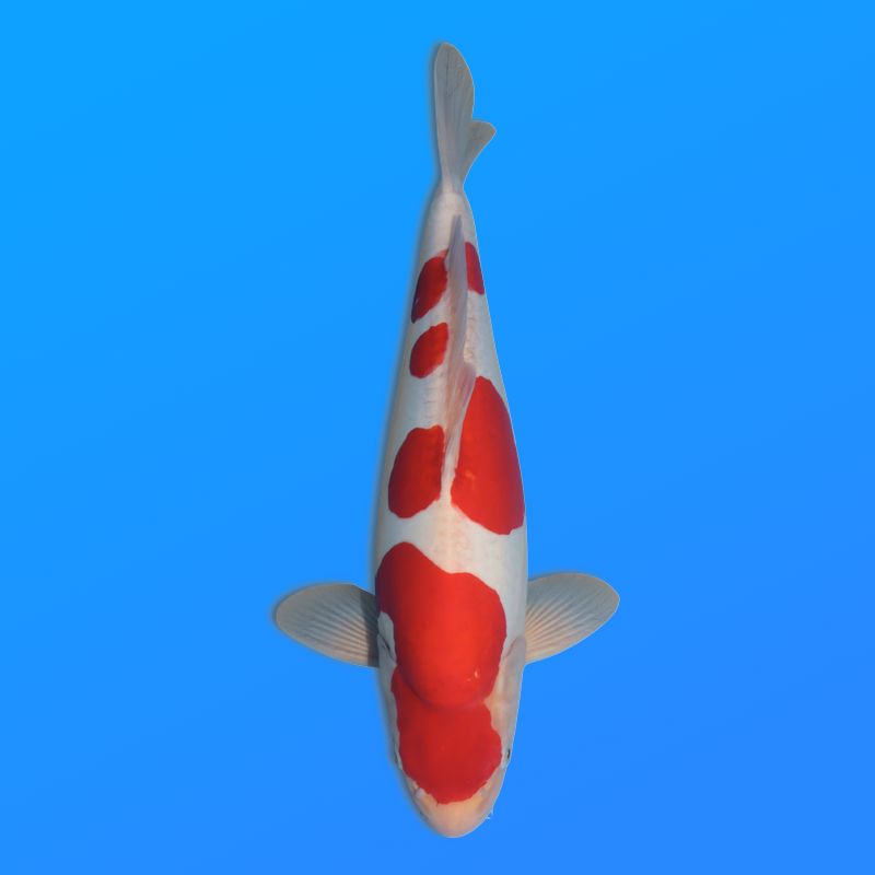 Koï Japon D. Kohaku éleveur Shinoda 40-45 cm