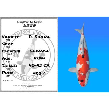 Koï Japon D. Showa éleveur Shinoda 40-45 cm