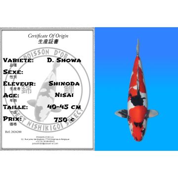 Koï Japon D. Showa éleveur Shinoda 40-45 cm
