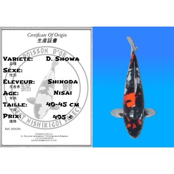 Koï Japon D. Showa éleveur Shinoda 40-45 cm