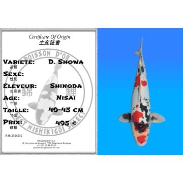 Koï Japon D. Showa éleveur Shinoda 40-45 cm