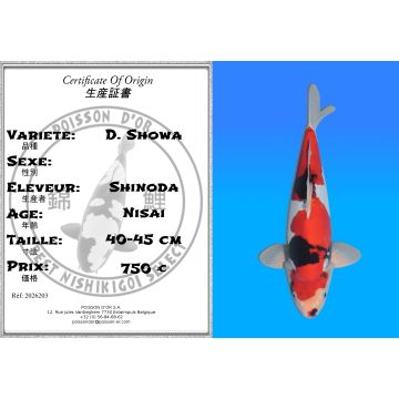 Koï Japon D. Showa éleveur Shinoda 40-45 cm