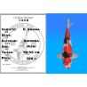 Koï Japon D. Showa éleveur Shinoda 40-45 cm