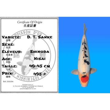 Koï Japon D. T. Sanke éleveur Shinoda 40-45 cm