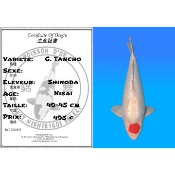 Koï Japon G. Tancho éleveur Shinoda 40-45 cm
